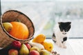 Adorable kitty sitting at pumpkin ,zucchini, apples and pears in Royalty Free Stock Photo