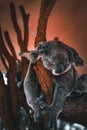 Adorable Koala animal on tree branches, vertical shot