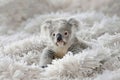 An adorable koala bear nestled in soft bedding