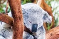 Adorable koala bear taking a nap sleeping