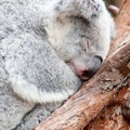 Adorable koala bear taking a nap sleeping