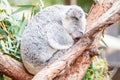 Adorable koala bear taking a nap sleeping