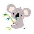 Adorable Koala Eating Eucalyptus Tree Leaves, Lovely Australian Animal Cartoon Character Vector Illustration Royalty Free Stock Photo