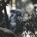 Adorable koala perched atop a lush, green tree, surrounded by foliage