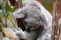 Adorable koala perched in the lush foliage of a tree