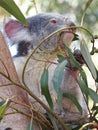 Adorable Koala Quietly Munching on Gumtree Leaves.