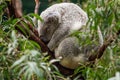 Adorable koala sleeping on a tree