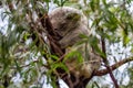 Adorable koala sleeping on a tree in a zoo