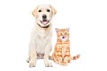 Adorable Labrador puppy and funny kitten Scottish Straight sitting together Royalty Free Stock Photo