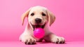 Adorable labrador puppy playing with ball on pink studio background