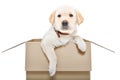 Adorable labrador puppy sitting in a cardboard box