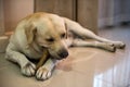 Labrador dog chew big rawhide bone in house Royalty Free Stock Photo