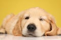 Adorable labrador retriever dog laying down and winking Royalty Free Stock Photo