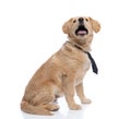 Adorable labrador retriever dog looking up and panting Royalty Free Stock Photo