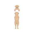 Adorable labrador retriever hanging on invisible border. Muzzle peeking out from fence and back view of full body. Flat