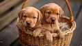 Adorable labrador retriever puppies sitting in a wicker basket. cute canine friends waiting for adoption. perfect for Royalty Free Stock Photo