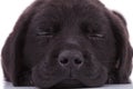 Labrador retriever puppy dog sleeping Royalty Free Stock Photo