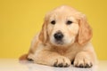 Adorable labrador retriever puppy laying down Royalty Free Stock Photo