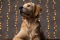 adorable labrador retriever puppy laying down Royalty Free Stock Photo