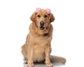 adorable labrador retriever puppy with pink tassels sticking out tongue Royalty Free Stock Photo