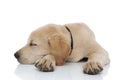 Adorable labrador retriever puppy takes a nap Royalty Free Stock Photo