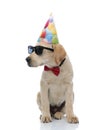 Adorable labrador retriever puppy wearing birthday costume looks away Royalty Free Stock Photo