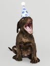 Adorable Labrador Retriever puppy wearing a party hat Royalty Free Stock Photo