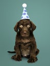 Adorable Labrador Retriever puppy wearing a party hat Royalty Free Stock Photo