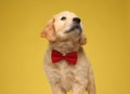Adorable labrador retriever puppy wearing red bowtie Royalty Free Stock Photo