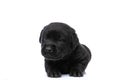 Adorable labrador retriever puppy looking to side and laying down Royalty Free Stock Photo