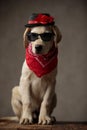 Adorable labrador retriever wearing hat, sunglasses and bandana Royalty Free Stock Photo