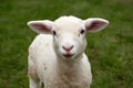 Adorable lamb exuding charm and innocence in farmyard setting