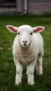 Adorable lamb exuding charm and innocence in farmyard setting