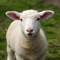 Adorable lamb exuding charm and innocence in farmyard setting