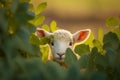 Adorable lamb peeking out from behind green leaves.