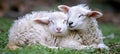 Adorable lamb showing affection, nuzzling its mother in the lush and vibrant green meadow Royalty Free Stock Photo