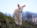 Adorable Lamb