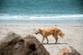 Adorable large dog  taking a leisurely stroll along a sandy beach near the ocean Royalty Free Stock Photo