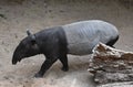 Adorable large tapir walking in the wild Royalty Free Stock Photo