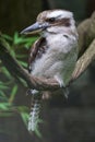 Adorable laughing kookaburra (Dacelo novaeguineae) on a tree branch in closeup Royalty Free Stock Photo