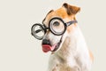 Adorable licking dog Jack Russell terrier in glasses. Grey background. fool around Royalty Free Stock Photo