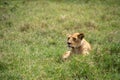 Adorable lion (lioness) sits in the grass, as flies crawl on her in Ngorongoro Crater Tanzania