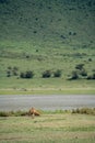 Adorable lion male with man sits in the grass, as flies crawl on him in Ngorongoro Crater Tanzania Royalty Free Stock Photo