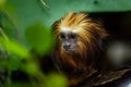 Adorable lion tamarin monkey sits on a tree branch with green leaves Royalty Free Stock Photo