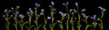 Adorable litte forget-me-not, myosotis, scorpion grass flowers isolated on black
