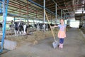 Adorable little Asian child girl in cows farms like a farmers stand and holding farmer shovel Royalty Free Stock Photo