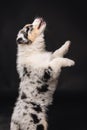 Adorable little Australian Shepard puppy jumping Royalty Free Stock Photo