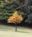 An Adorable Little Autumn Tree