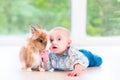 Adorable little baby playing with a funny real bunny Royalty Free Stock Photo