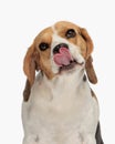 adorable little beagle puppy looking up and licking nose while being hungry